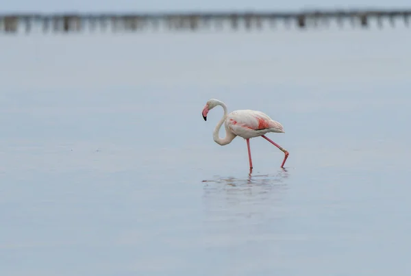 Közelkép Egy Nagyobb Flamingóról Phoenicopterus Roseus Amint Tengerben Sétál — Stock Fotó
