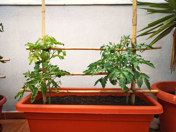 Tomatenzaailing Een Plastic Bruine Schaal Thuis — Stockfoto