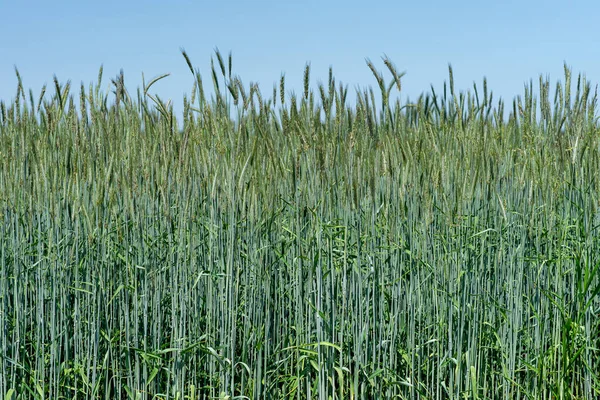 Närbild Skott Många Höga Foxtail Gräs Den Gröna Ängen — Stockfoto