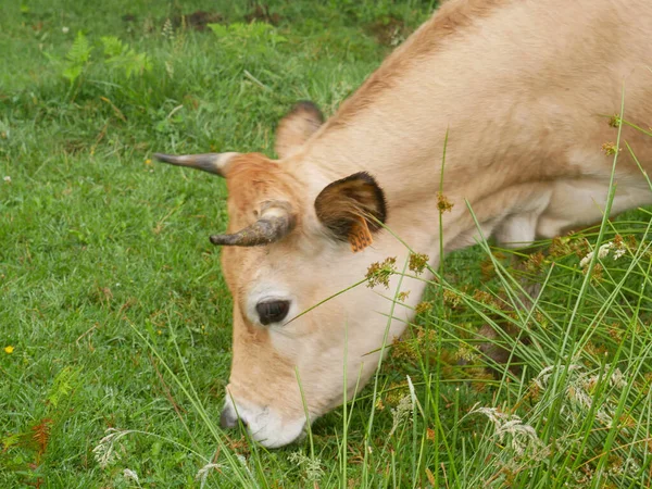 Cow Grazing Green Meadow — Stock Photo, Image