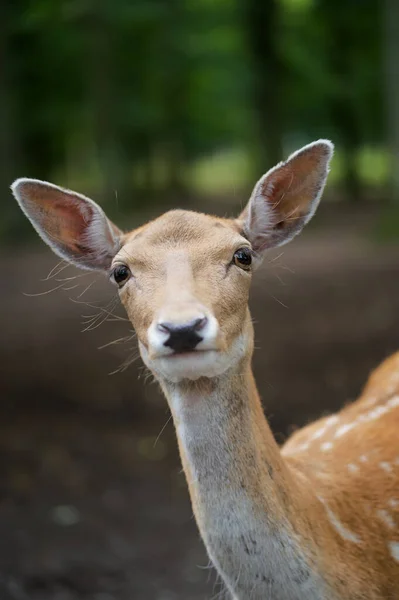 Een Schattige Gevlekte Bruine Hert Het Bos Tegen Wazige Achtergrond — Stockfoto