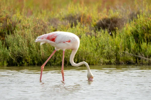 Tiro Close Flamingo Maior Phoenicopterus Roseus Cabeça Lago — Fotografia de Stock