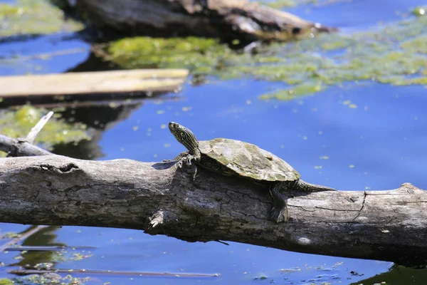 Slider Orelhas Vermelhas Trachemys Scripta Elegans Log Sobre Lagoa — Fotografia de Stock