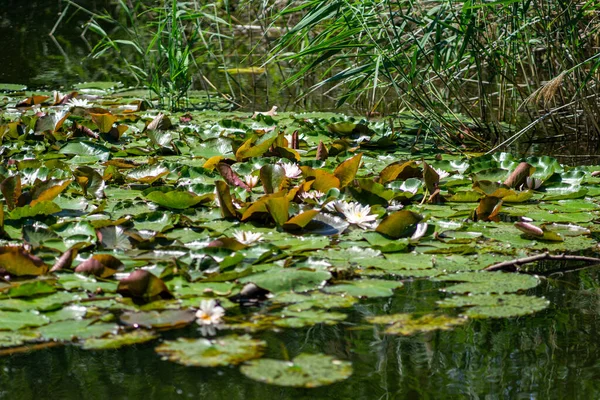 Eine Nahaufnahme Von Schönen Seerosen Die See Zwischen Grünen Blättern — Stockfoto