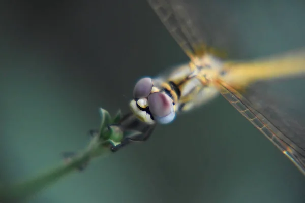 Une Petite Libellule Assise Sur Une Branche — Photo