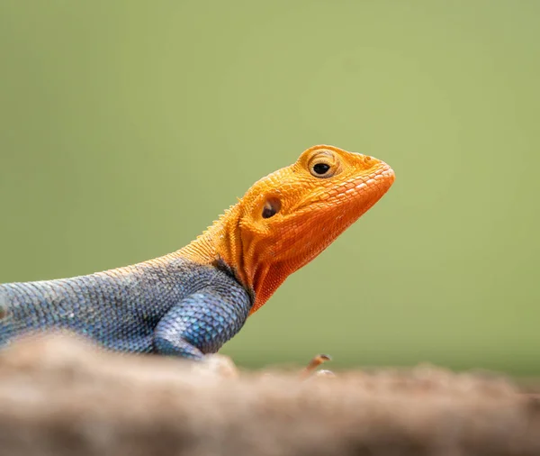 Uma Visão Close Lagarto Com Uma Cabeça Laranja Fundo Embaçado — Fotografia de Stock