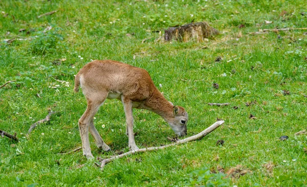 Adorable Little Brown Deer Pastzing Green Field Wildlife — стоковое фото