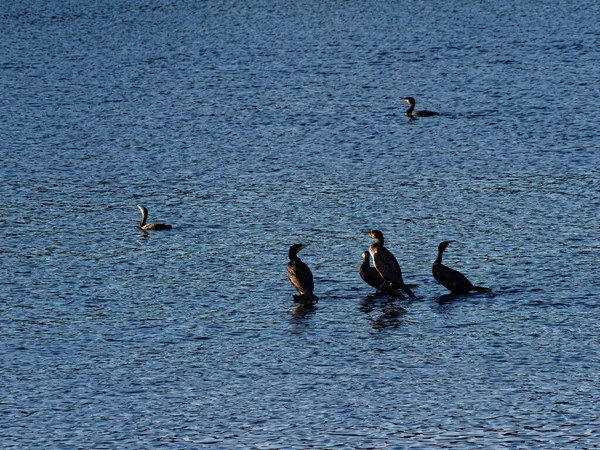 Widok Bliska Grupę Ptaków Powierzchni Wody Lesie — Zdjęcie stockowe