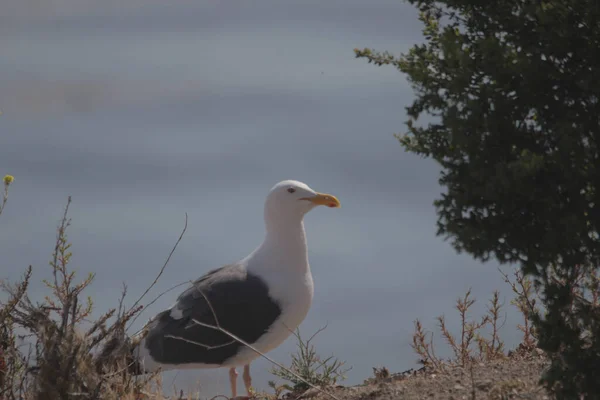 Closeup Seagull Perched Rock Sunny Day — Stock Photo, Image