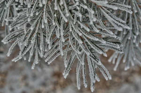Egy Közeli Felvétel Fagyos Fenyőlevelekről Télen — Stock Fotó