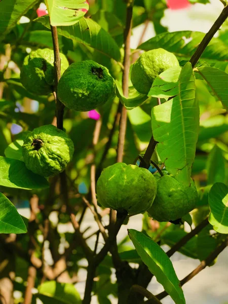 Vertikal Närbild Guava Trädet — Stockfoto