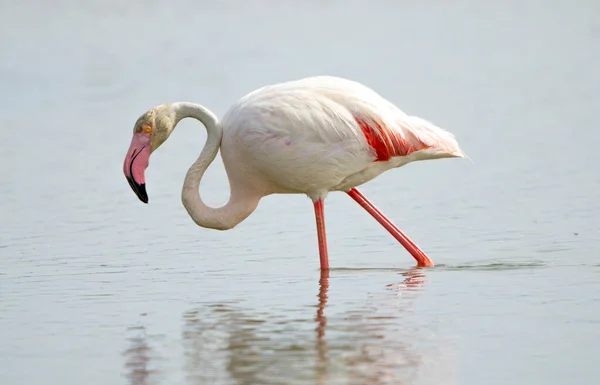 Närbild Bild Större Flamingo Phoenicopterus Roseus Promenader Havet — Stockfoto