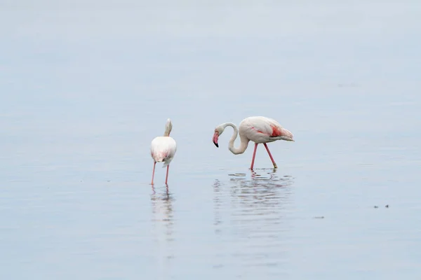 Closeup Shot Two Greater Flamingos Phoenicopterus Roseus Walking Sea — Stock Photo, Image