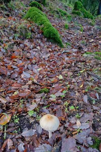 Egy Függőleges Lövés Egy Gombáról Egy Őszi Erdőben — Stock Fotó