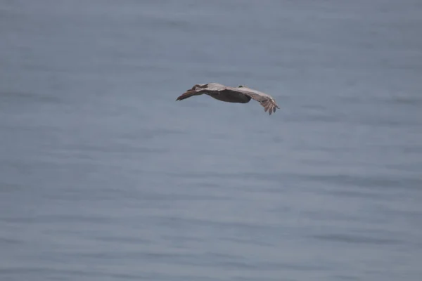 Pelicano Voando Acima Mar Dia Ensolarado Com Fundo Embaçado — Fotografia de Stock