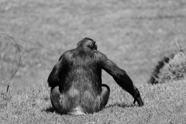 Una Toma Escala Grises Una Vista Trasera Chimpancé Sentado Campo — Foto de Stock