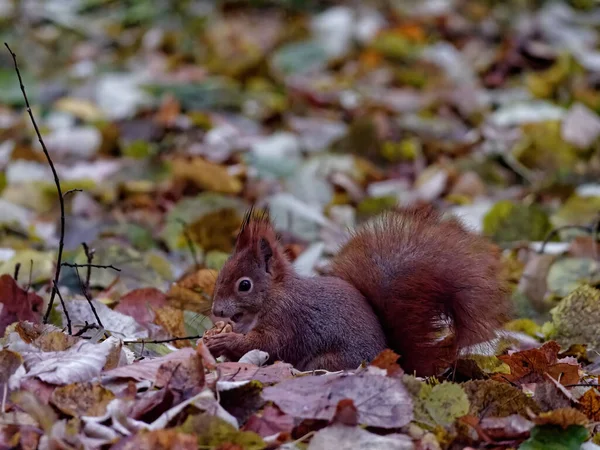 Closeup View Cute Tiny Black Squirrel Eating Nut Its Hands — Stock Photo, Image