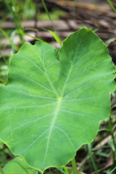 Bulanık Bir Arkaplanda Ormandaki Büyük Yeşil Bir Yaprağın Üst Görüntüsü — Stok fotoğraf