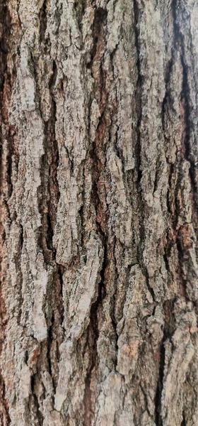 Tiro Vertical Textura Casca Árvore Perfeito Para Fundo — Fotografia de Stock