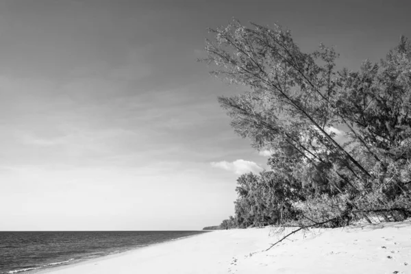 Graustufenaufnahme Einer Landschaft Mit Einer Baumsilhouette Sandstrand Und Der Meereslandschaft — Stockfoto