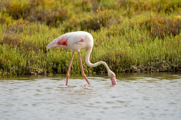 Strzał Zbliżeniowy Większego Flaminga Phoenicopterus Roseus Woda Pitna — Zdjęcie stockowe