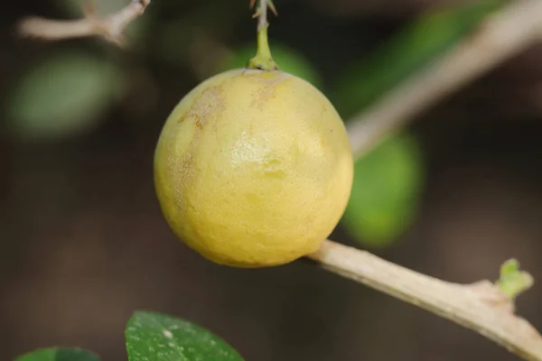 Detailní Záběr Citronu Visícího Stromě Rozmazaným Pozadím — Stock fotografie