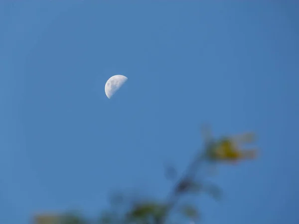 Nahaufnahme Einer Grünen Pflanze Vor Blauem Himmel Und Mond — Stockfoto
