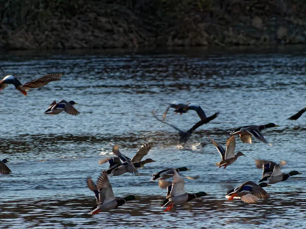 一组小鸟在水面上游动的特写镜头 — 图库照片