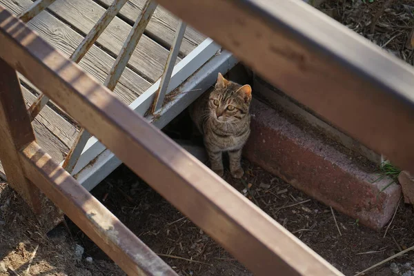 Tiro Ângulo Alto Pequeno Gato Adorável Bonito Tabby Curioso Descansando — Fotografia de Stock