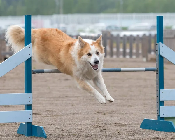 Perro Pastor Islandés Saltando Sobre Obstáculo Agilidad —  Fotos de Stock
