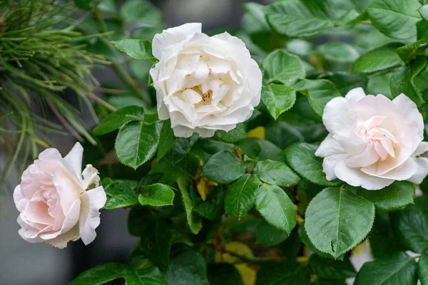 Weiße Blume Garten Schöne Blumen Auf Grünem Hintergrund Selektiver Fokus — Stockfoto