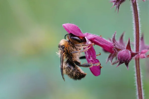 Κοντινό Πλάνο Ενός Πιρουνιού Ουρά Μέλισσα Λουλούδι Anthophora Furcata Κρέμεται — Φωτογραφία Αρχείου