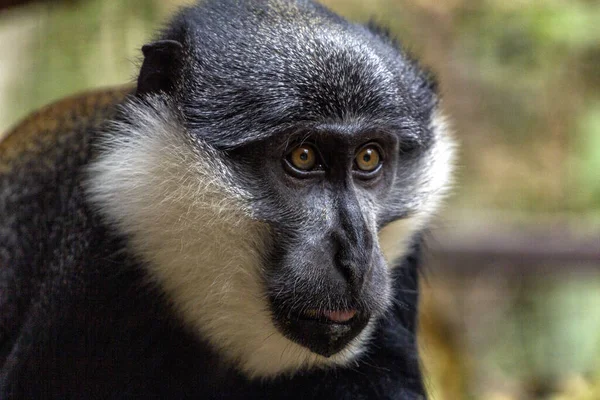 Een Portret Van Een Schattige Colobus Monkey Een Dierentuin — Stockfoto