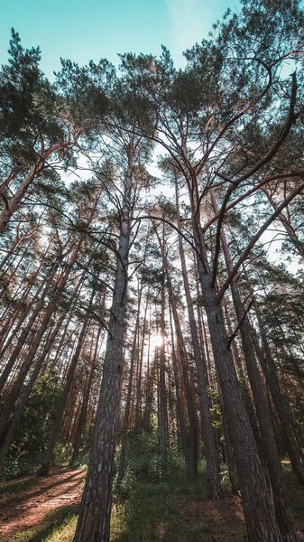 Plan Vertical Arbres Élevés Dans Forêt Avec Soleil Éclatant Arrière — Photo