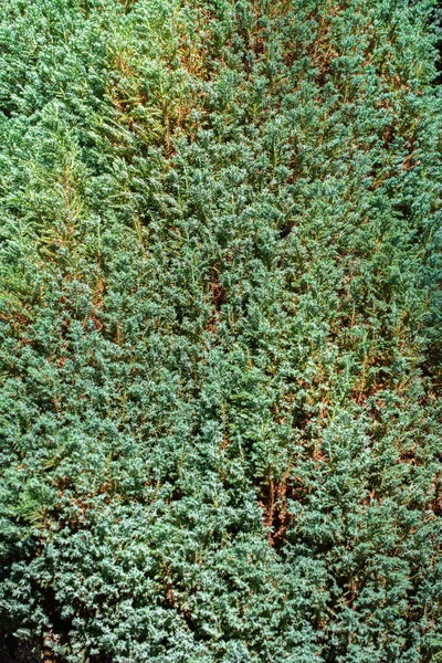 Colpo Verticale Una Crescita Densa Muschio Verde Sfondo Della Natura — Foto Stock