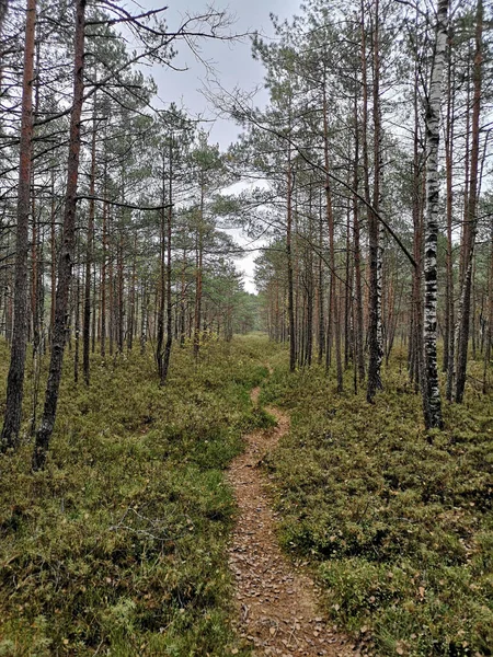 Vertikální Záběr Lesní Krajiny Zelenou Trávou Věčně Zelenou Ponurý Den — Stock fotografie