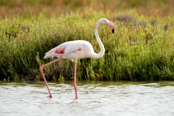 Tiro Close Flamingo Maior Phoenicopterus Roseus Andando Lago — Fotografia de Stock