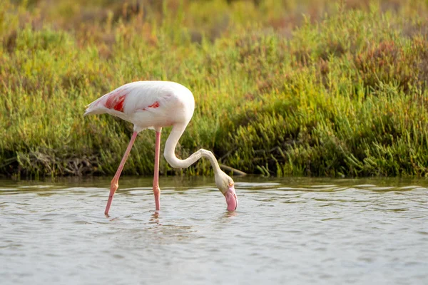 Closeup Shot Greater Flamingo Phoenicopterus Roseus Drinking Water — Stock Photo, Image