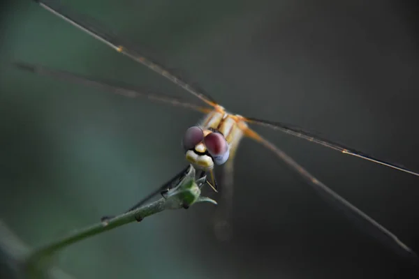 一只小蜻蜓坐在树枝上 — 图库照片