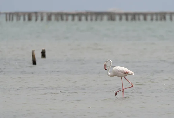 Zbliżenie Ujęcia Większego Flaminga Phoenicopterus Roseus Chodzącego Morzu — Zdjęcie stockowe