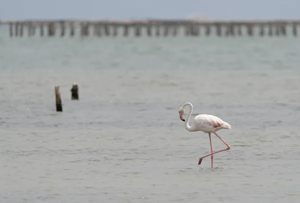 Közelkép Egy Nagyobb Flamingóról Phoenicopterus Roseus Amint Tengerben Sétál — Stock Fotó