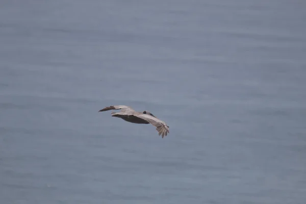 Pelícano Volando Sobre Mar Día Soleado Con Fondo Borroso — Foto de Stock