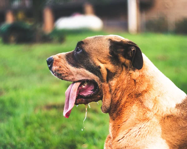 Крупним Планом Каштановий Собака Дивиться Щось Розмитим Зеленим Тлом — стокове фото