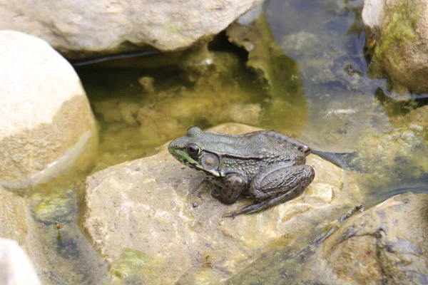 연못에 황소개구리 — 스톡 사진