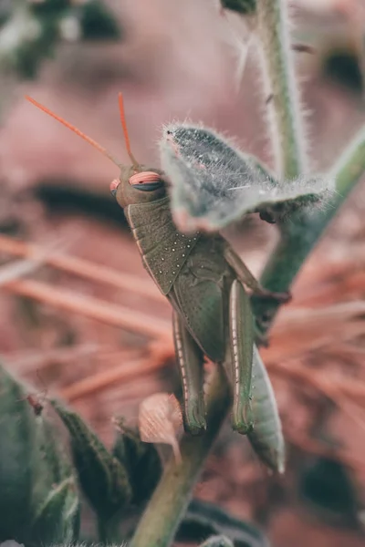 Closeup Green Grasshopper Plant Wild — Stock Photo, Image