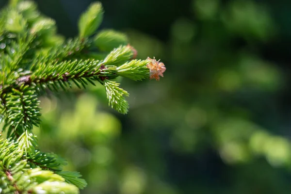 Nahaufnahme Einer Grünen Nadel Mit Rosa Blüten Auf Unscharfem Hintergrund — Stockfoto