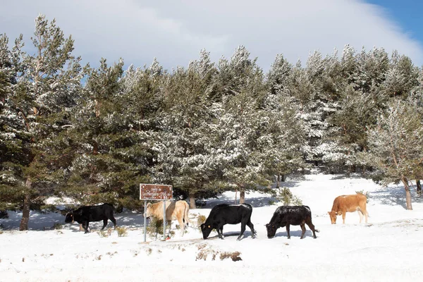 Malebný Pohled Krávy Pasoucí Lese Zahaleném Sněhem — Stock fotografie