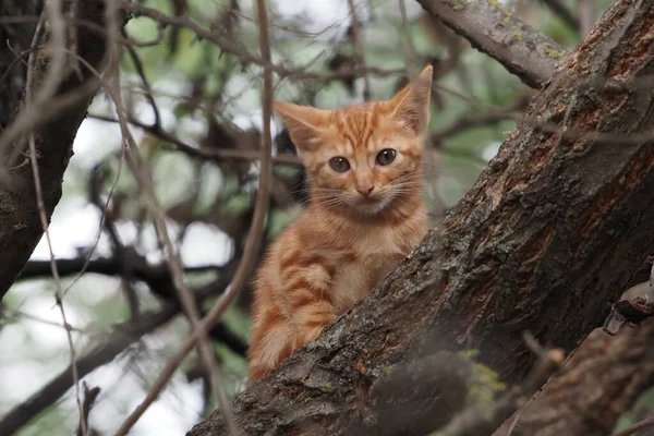Egy Közeli Kép Egy Aranyos Kis Vörös Cica Pihen Egy — Stock Fotó