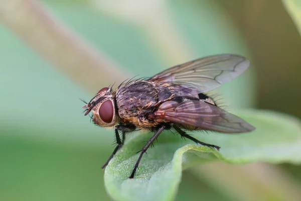 毛深いハエ Pollenia種の閉鎖 背景のぼやけて 庭の緑の葉の上に座って — ストック写真