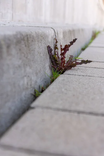 Eine Auswahl Von Löwenzahnblättern Sprießt Zwischen Steinumrandung Und Fußgängersteg — Stockfoto